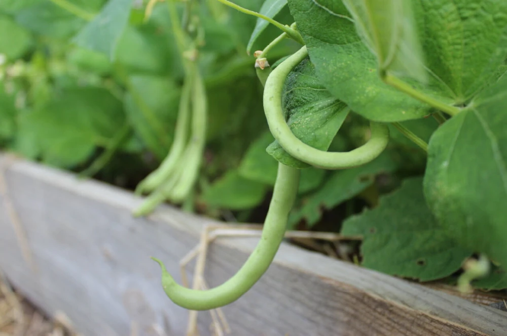 Contender Bush Green Bean Seeds - Early Harvest, Stringless, Outdoor, Annual - Image 1