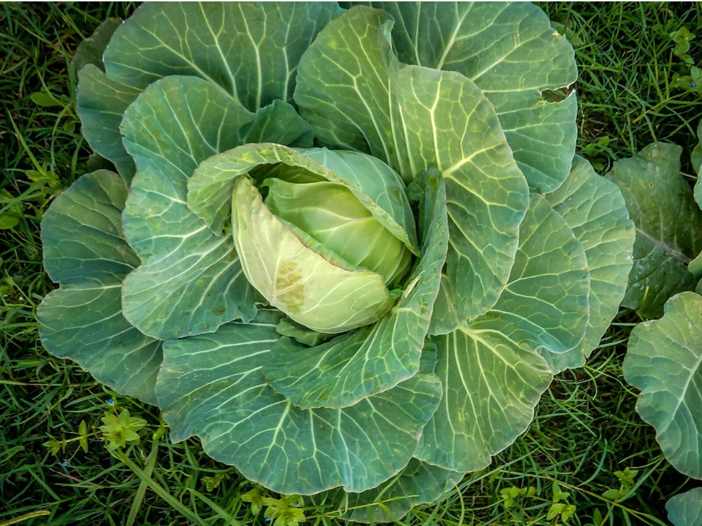Copenhagen Market Early Cabbage Seeds - Fast Growing Vegetable Seeds - Image 2