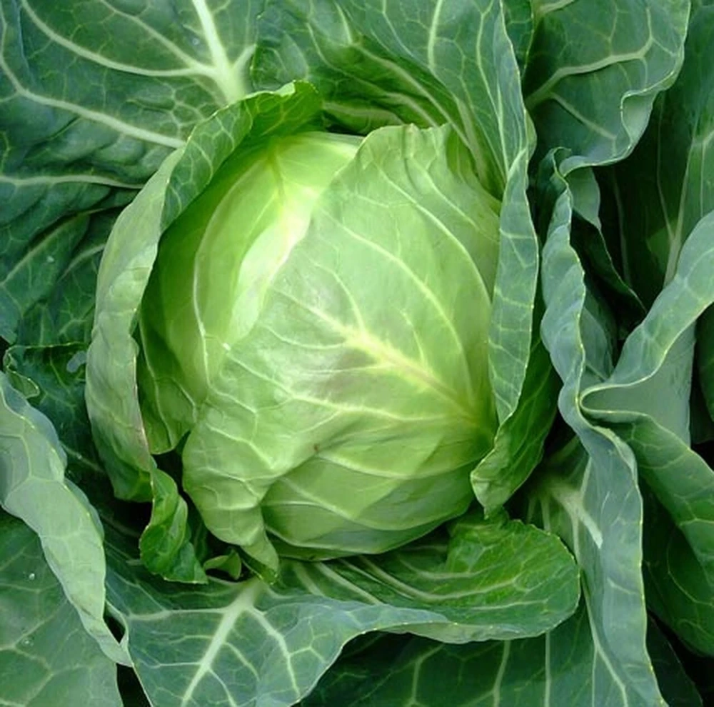 Copenhagen Market Early Cabbage Seeds - Fast Growing Vegetable Seeds - Image 1