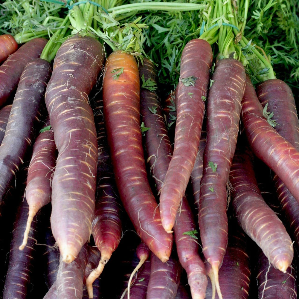 Cosmic Purple Carrot Seeds - Easy Grow, Zones 3-12 - Image 1