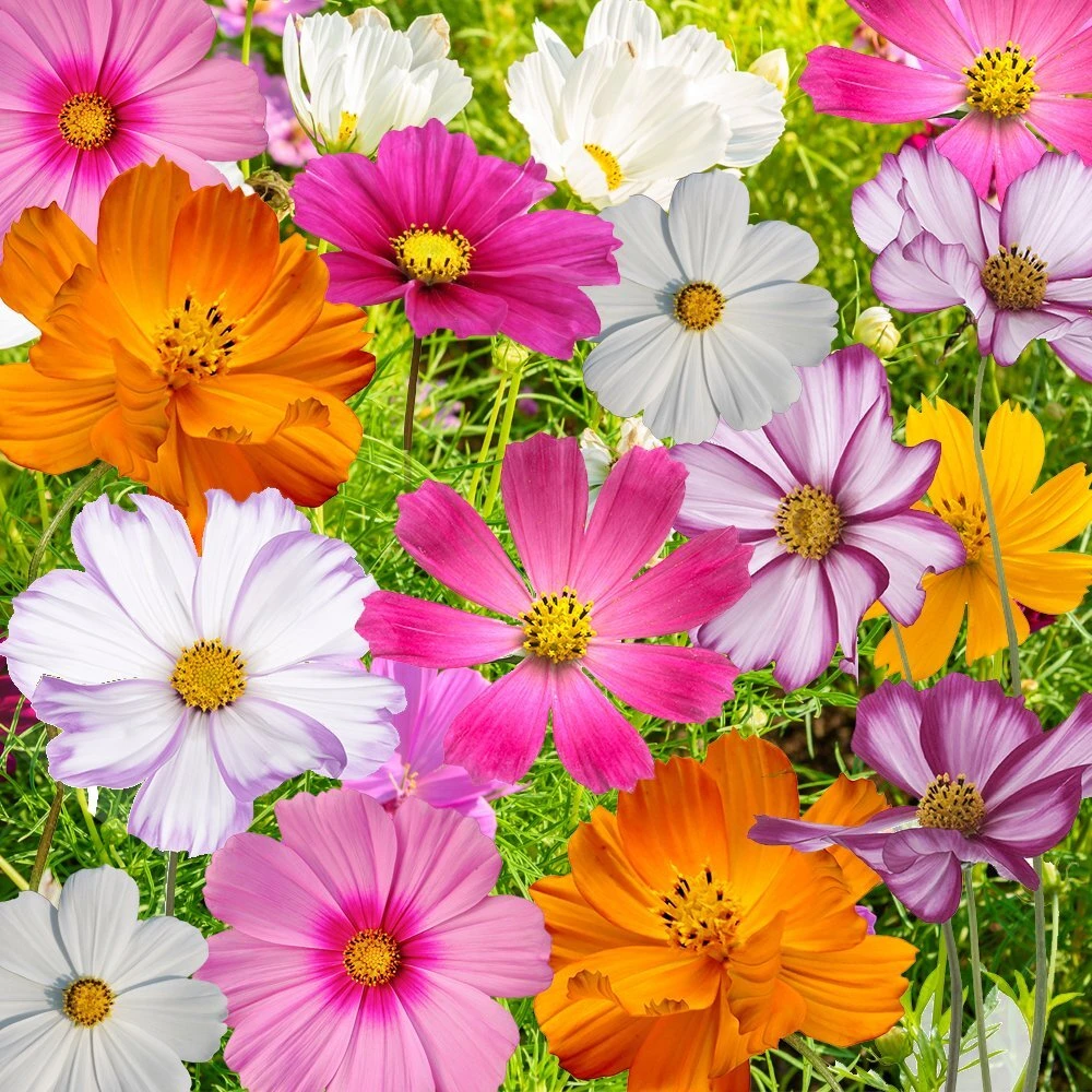 Cosmos Flower Seeds Mix - 10 Varieties, Multicolor Annual Outdoor - Image 1