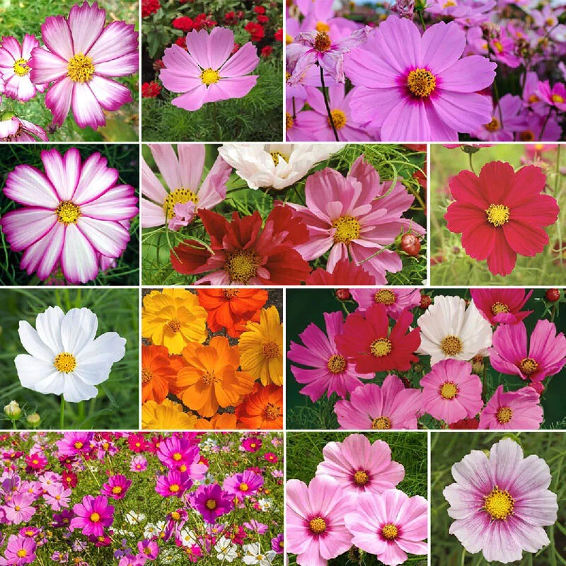 Cosmos Flower Seeds Mix - 10 Varieties, Multicolor Annual Outdoor - Image 2