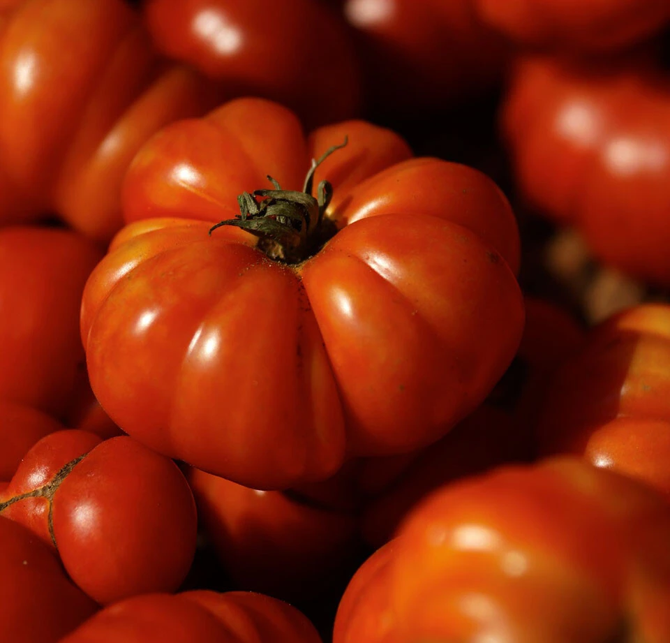 Costoluto Genovese Tomato Seeds - 30 Seed Packet - Outdoor, Red Fruit - Image 1