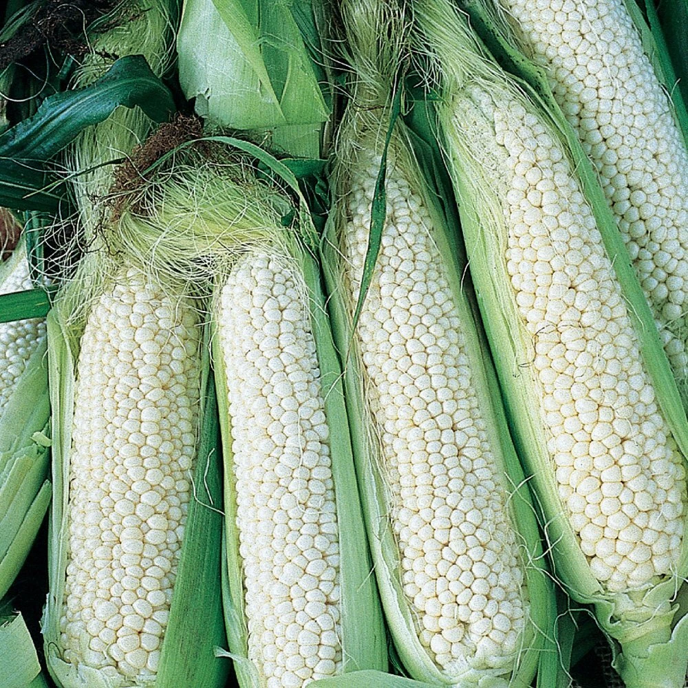 Country Gentleman Sweet Corn Seeds - Heirloom White Shoepeg - Annual, Outdoor - Image 2