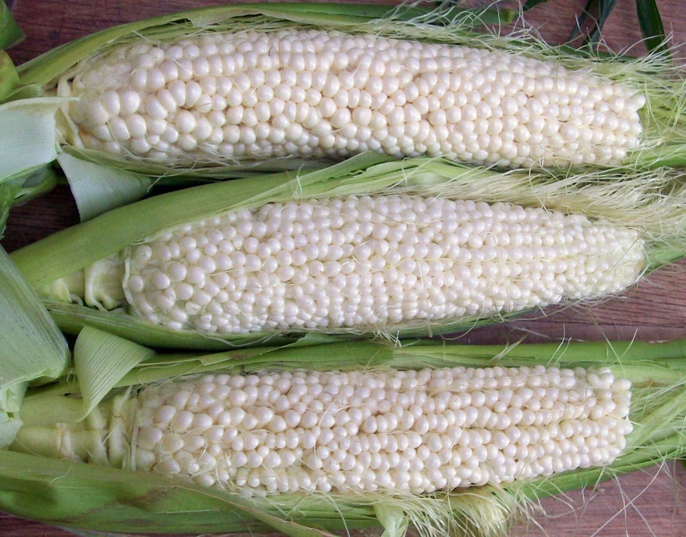 Country Gentleman Sweet Corn Seeds - Heirloom White Shoepeg - Annual, Outdoor - Image 1