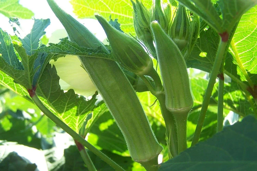 Cowhorn Okra Seeds – Spineless, Large Okra – Vegetable Seeds – Outdoor - Image 2