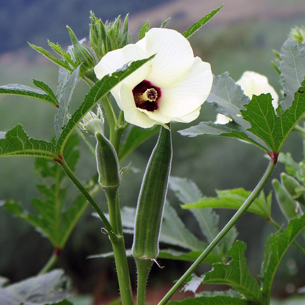 Cowhorn Okra Seeds – Spineless, Large Okra – Vegetable Seeds – Outdoor - Image 1