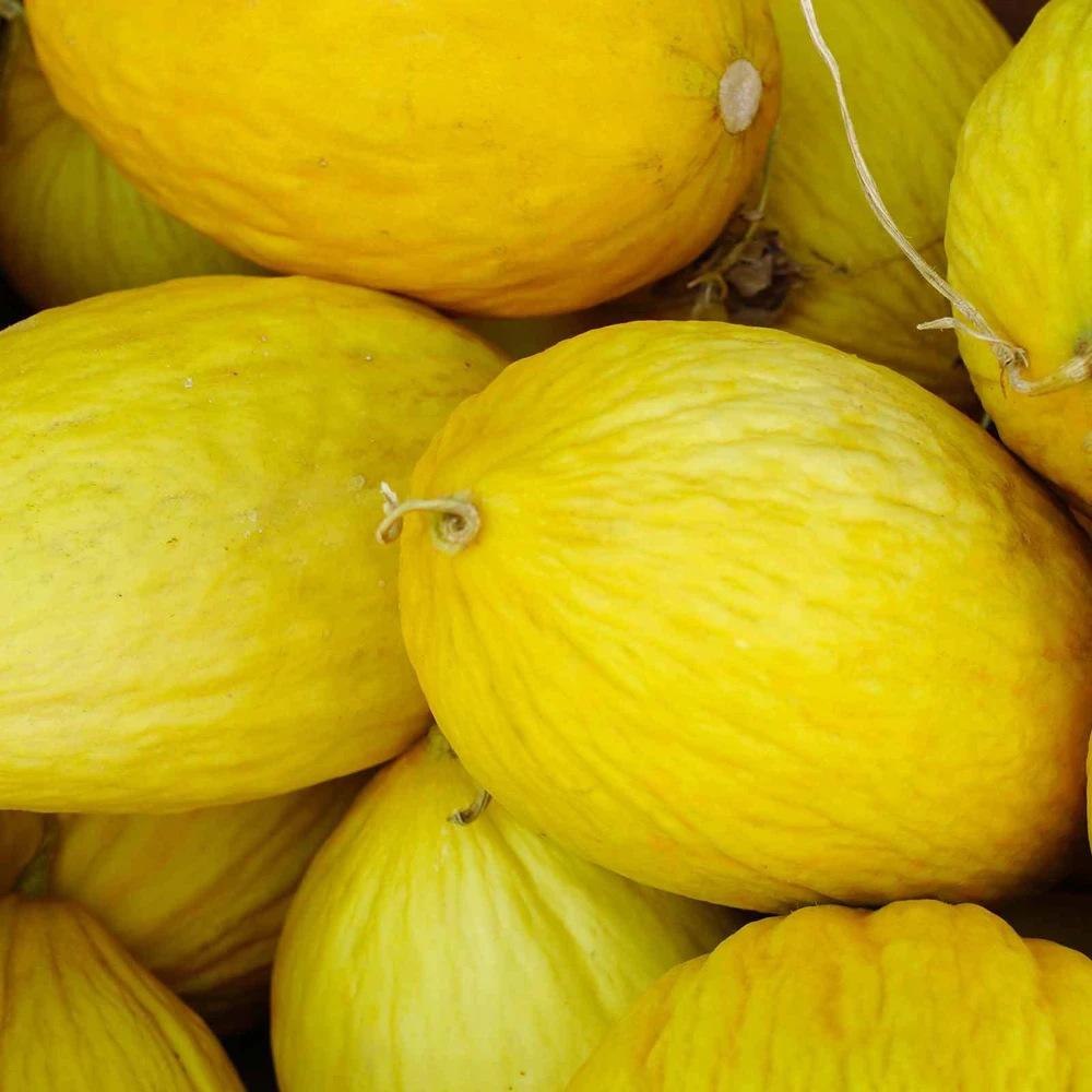 Crenshaw Melon Seeds - Heirloom, Golden Yellow Fruit, Outdoor - Image 1