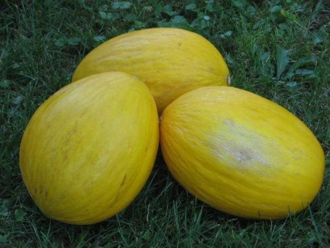 Crenshaw Melon Seeds - Heirloom, Golden Yellow Fruit, Outdoor - Image 2