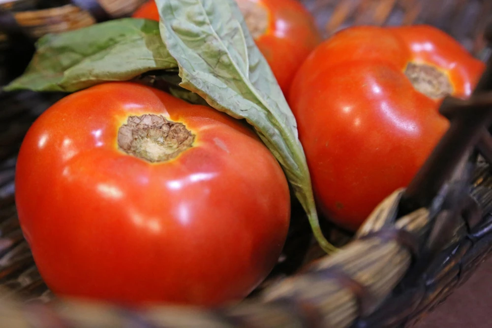 Creole Tomato Seeds - Heat Tolerant Heirloom - Gulf Region Tomato Seeds - Image 2