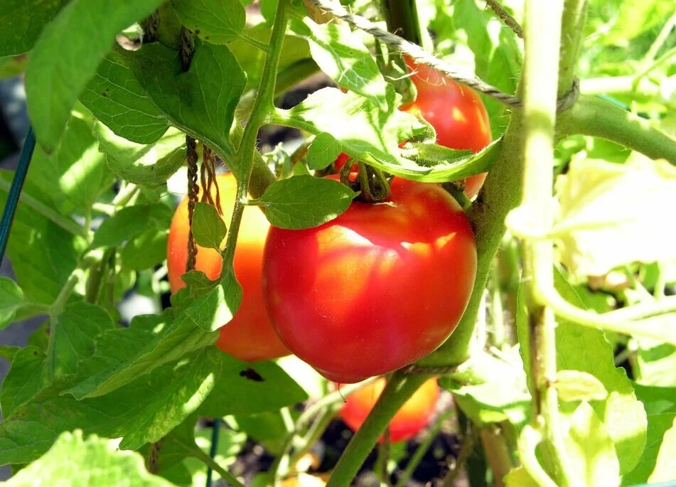 Creole Tomato Seeds - Heat Tolerant Heirloom - Gulf Region Tomato Seeds - Image 1