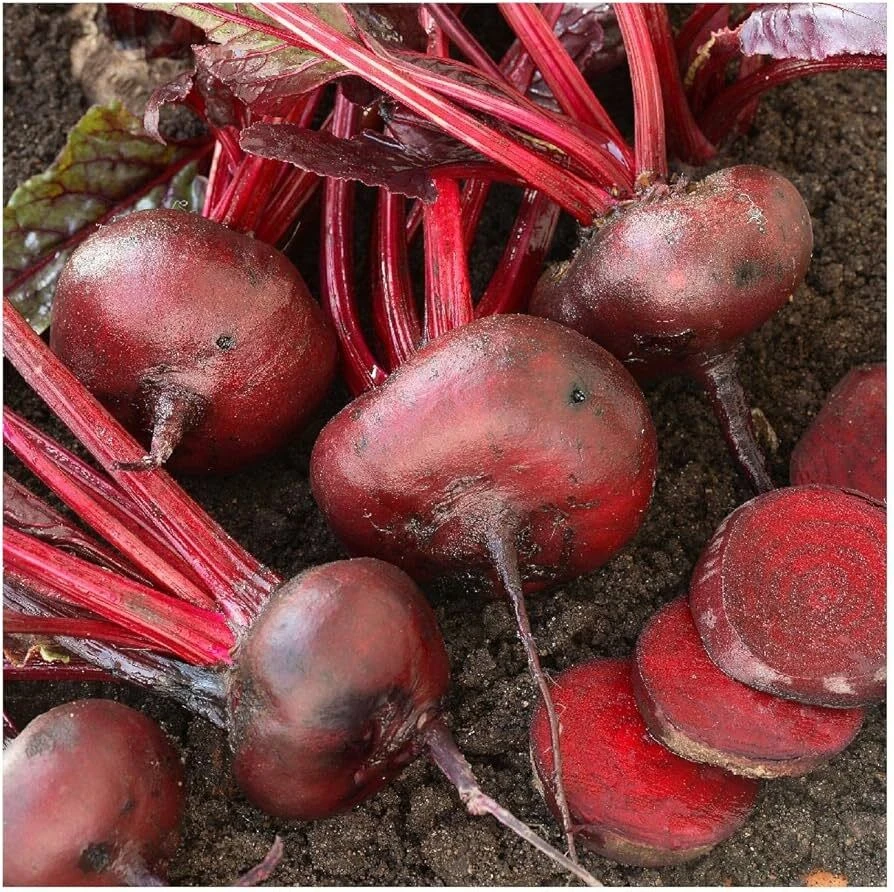 Crosby's Egyptian Beet Seeds - German Heirloom Flat Red Beet Seeds - Image 2