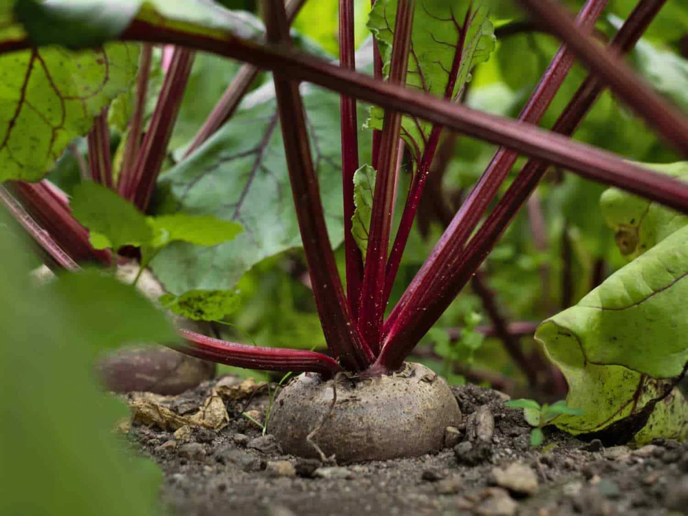 Crosby's Egyptian Beet Seeds - German Heirloom Flat Red Beet Seeds - Image 1