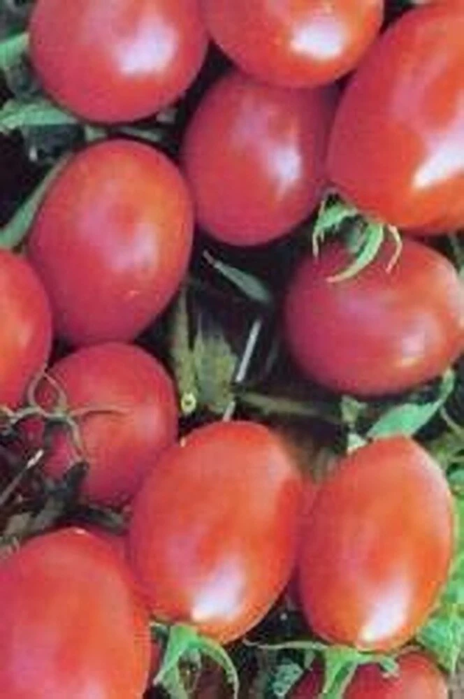 Crovarese Italian Grape Tomato Seeds - Red, Climbing, Outdoor - Image 2