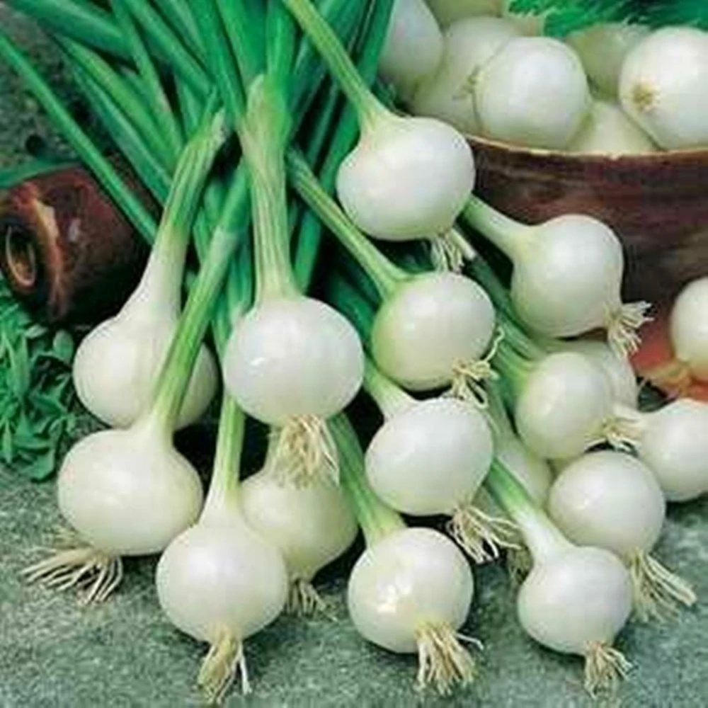 Crystal White Wax Onion Seeds - Pearl Pickling Onions for Outdoor Gardening - Image 2