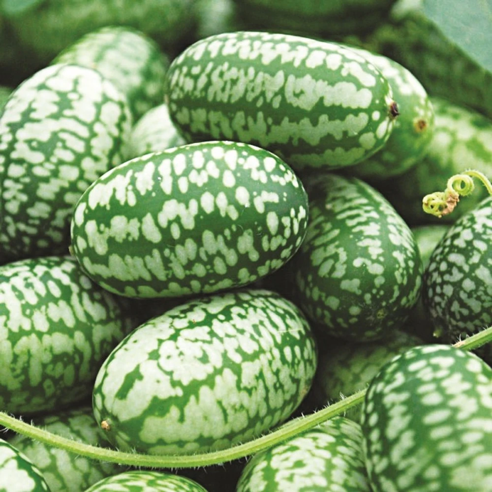 Cucamelon Seeds - Heirloom Mexican Sour Gherkin Mouse Melon Seeds - Annual - Image 2
