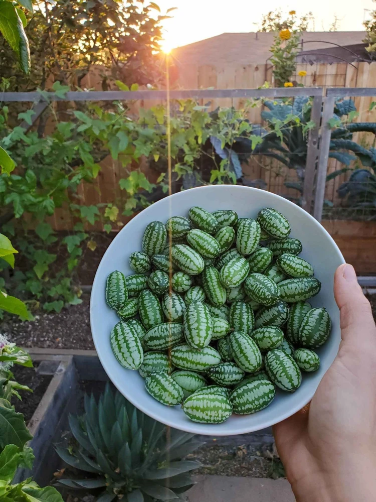 Cucamelon Seeds - Heirloom Mexican Sour Gherkin Mouse Melon Seeds - Annual - Image 1