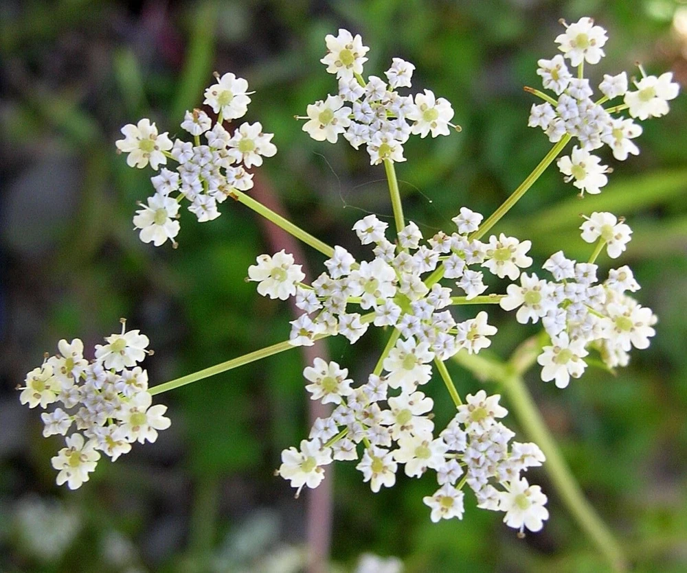 Cumin Herb Seeds - Tex Mex, Jeera - Grow Your Own Culinary Spice - Image 1