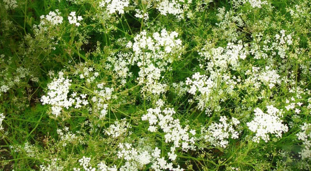 Cumin Herb Seeds - Tex Mex, Jeera - Grow Your Own Culinary Spice - Image 2