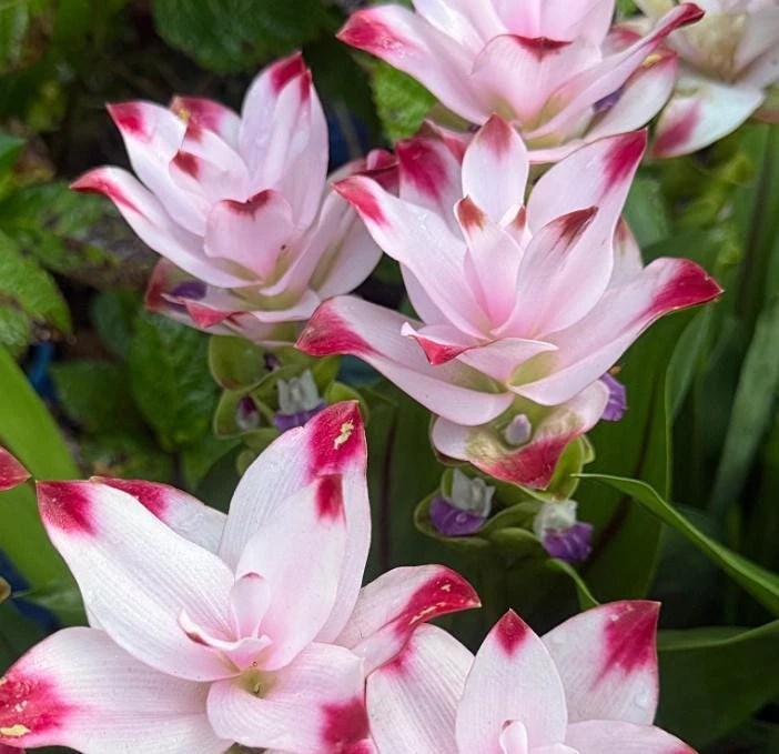 Curcuma Siam Swing Live Plant - 3-6" Tall - Ship No Pot - Tropical Ginger Flower Ornamental Curcuma for Garden & Container Growing - Image 1