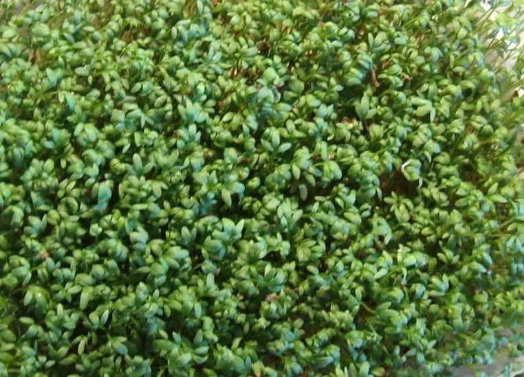 Curled Cress Peppergrass Seeds - Garden Herb Seeds, Variety Sizes - Image 2