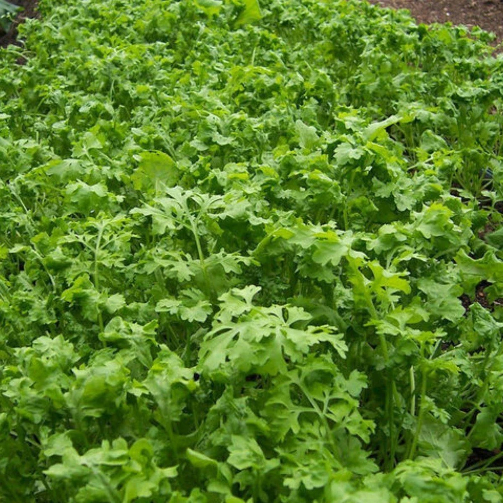 Curled Cress Peppergrass Seeds - Garden Herb Seeds, Variety Sizes - Image 1