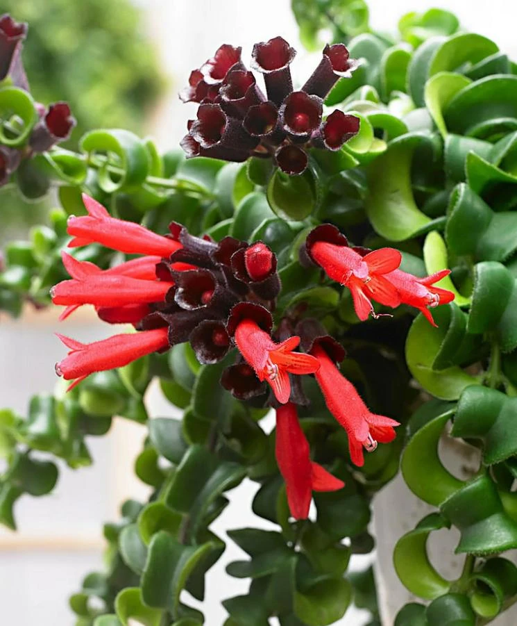 Curly Lipstick Plant - Aeschynanthus Radicans Live Plant - Trailing Vine - Image 1
