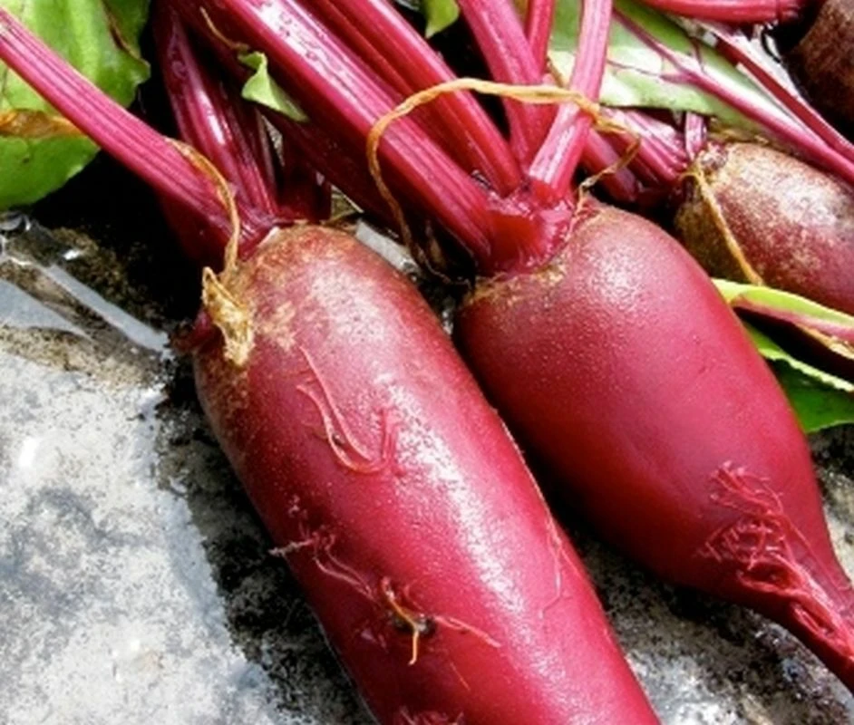 Cylindra Beet Seeds - Formanova Type, Long Uniform Roots, Outdoor - Image 2