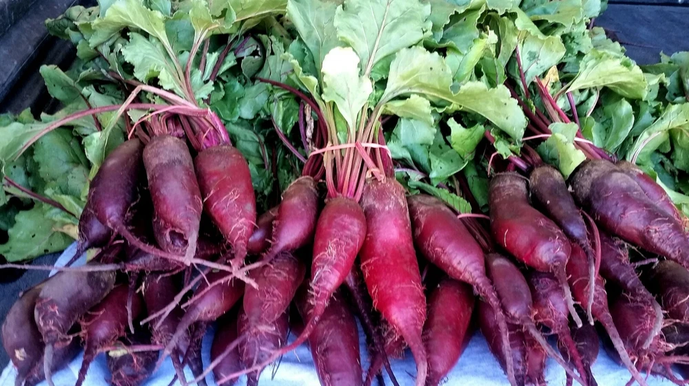 Cylindra Beet Seeds - Formanova Type, Long Uniform Roots, Outdoor - Image 1