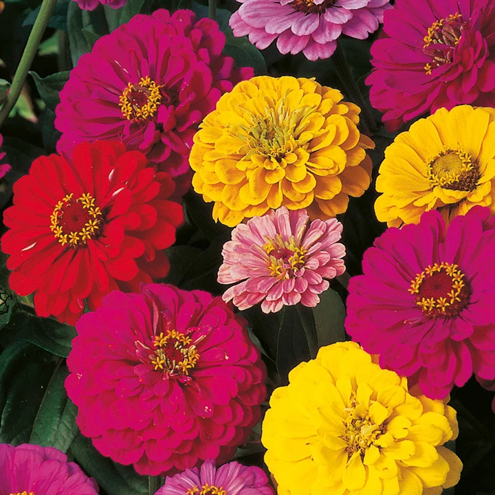 Dahlia Flowered Zinnia Mix Seeds - Elegans, Multicolor, Easy Grow Annual - Image 1
