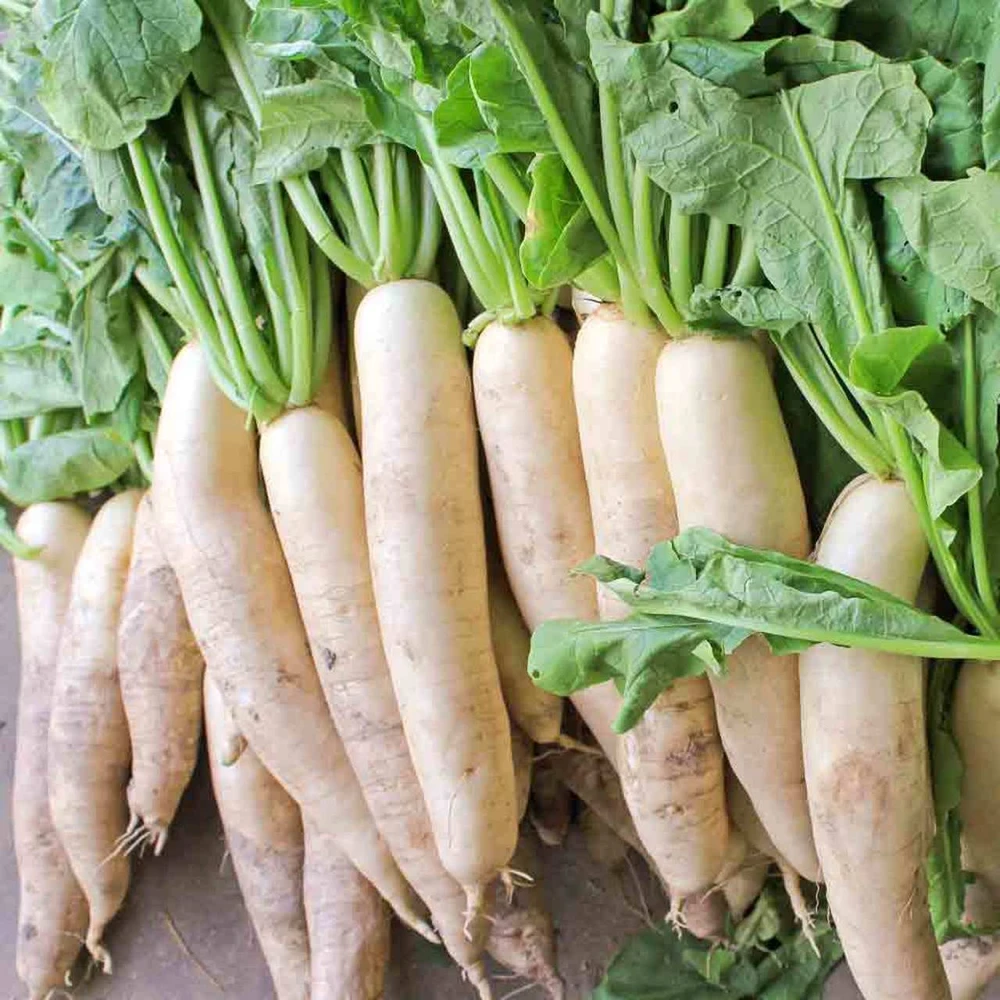 Daikon Radish Seeds - 1 LB Minowase Radish, Very Large, Deer Food Plot, Outdoor - Image 1