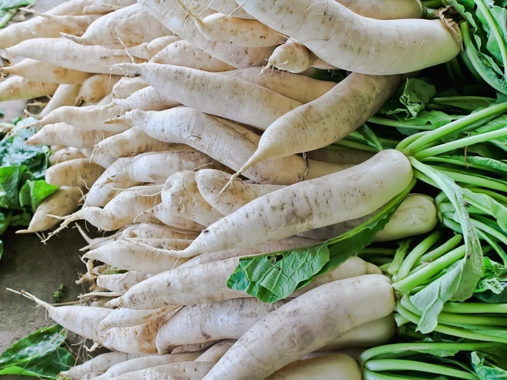 Daikon Radish Seeds - Extremely Large, White, Outdoor, Deer Plot - Image 2