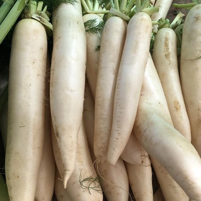 Daikon Radish Seeds - Extremely Large, White, Outdoor, Deer Plot - Image 1