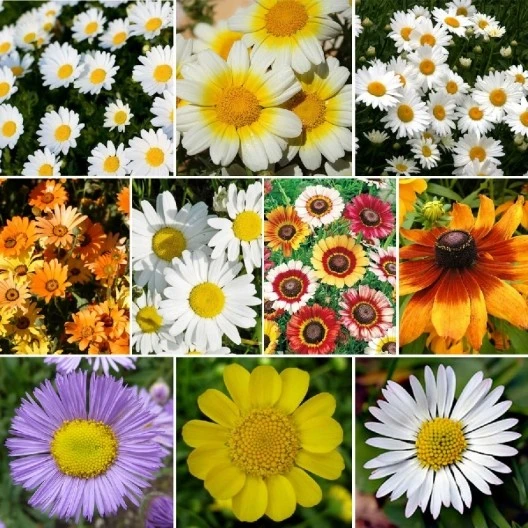 Daisy Wildflower Seed Mix - 10 Species, Outdoor Flower Seeds, Multicolor - Image 1