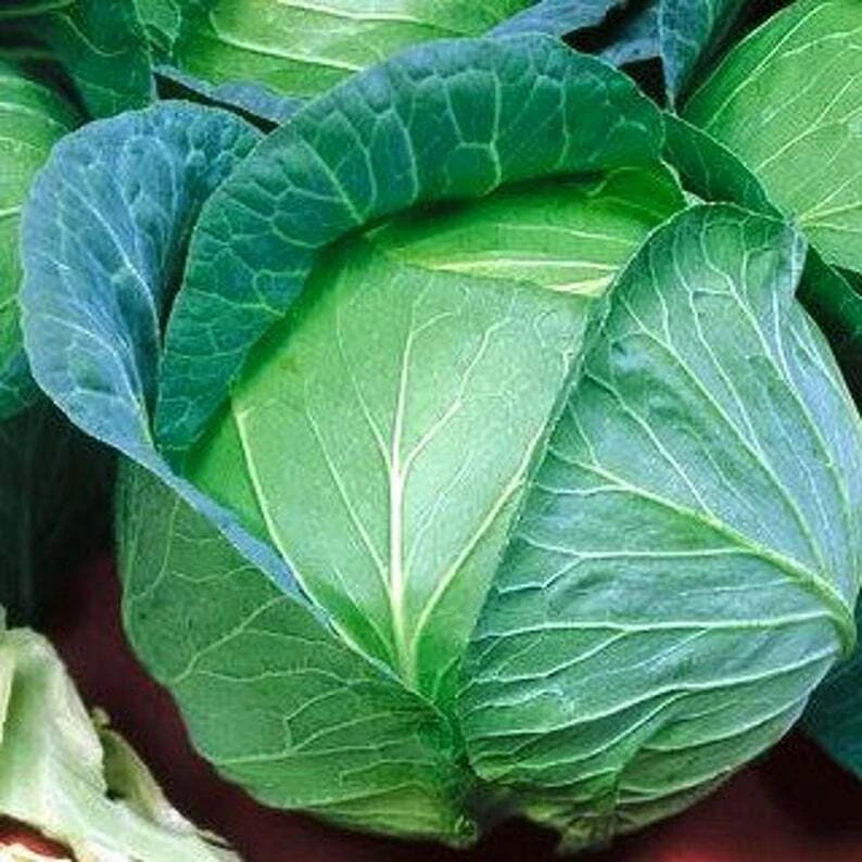 Danish Ballhead Cabbage Seeds - Green, Outdoor, Zones 3-12 - Image 1