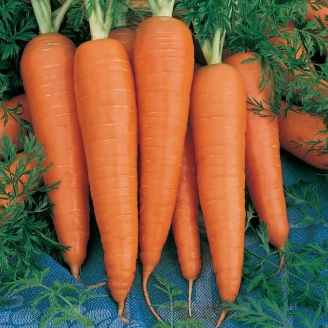 Danvers 126 Half Long Carrot Seeds - Heirloom Vegetable Seeds - Outdoor - Image 2