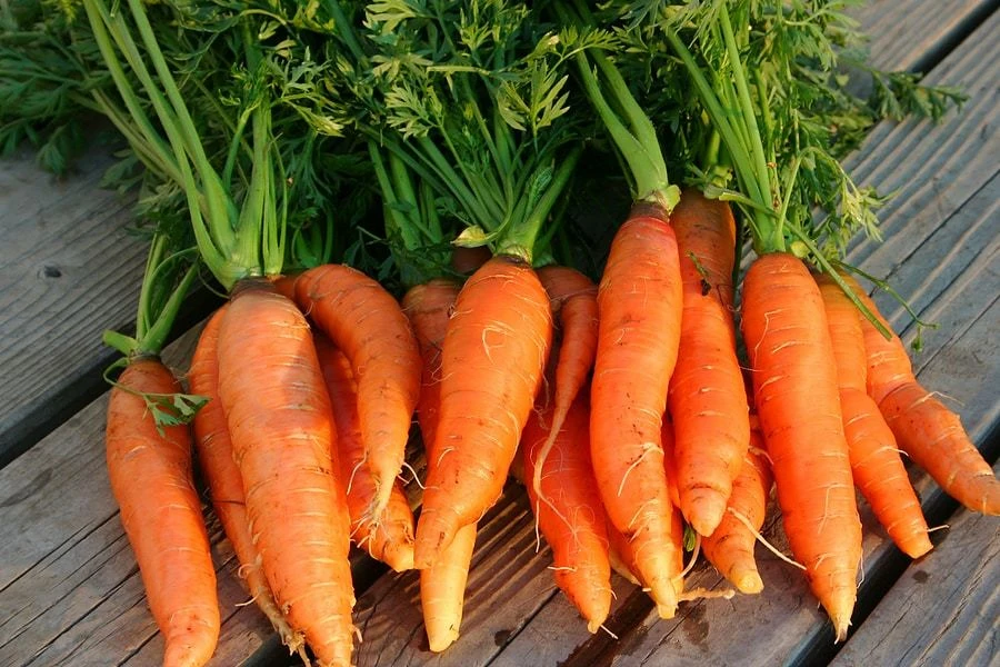 Danvers 126 Half Long Carrot Seeds - Heirloom Vegetable Seeds - Outdoor - Image 1