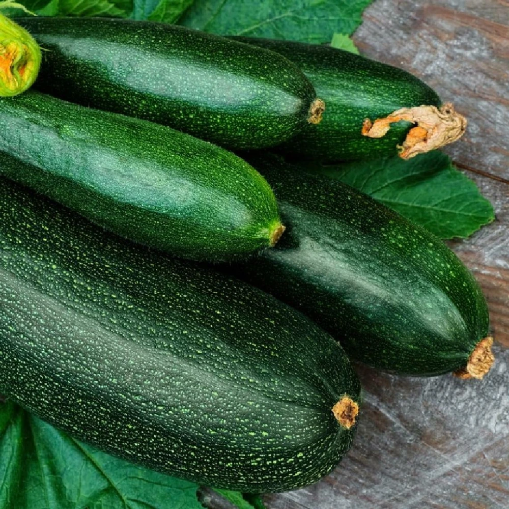 Dark Green Zucchini Summer Squash Seeds - Prolific, Easy Grow, Outdoor - Image 1