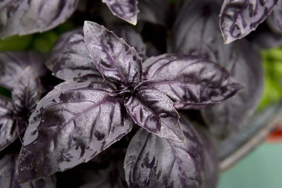 Dark Opal Basil Seeds - Purple Herb Seeds for Indoor & Outdoor Gardens - Image 1