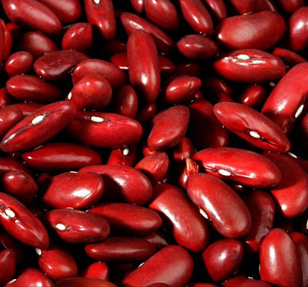 Dark Red Kidney Bush Bean Seeds - Easy Grow Annual for Chili & Baked Beans - Image 1