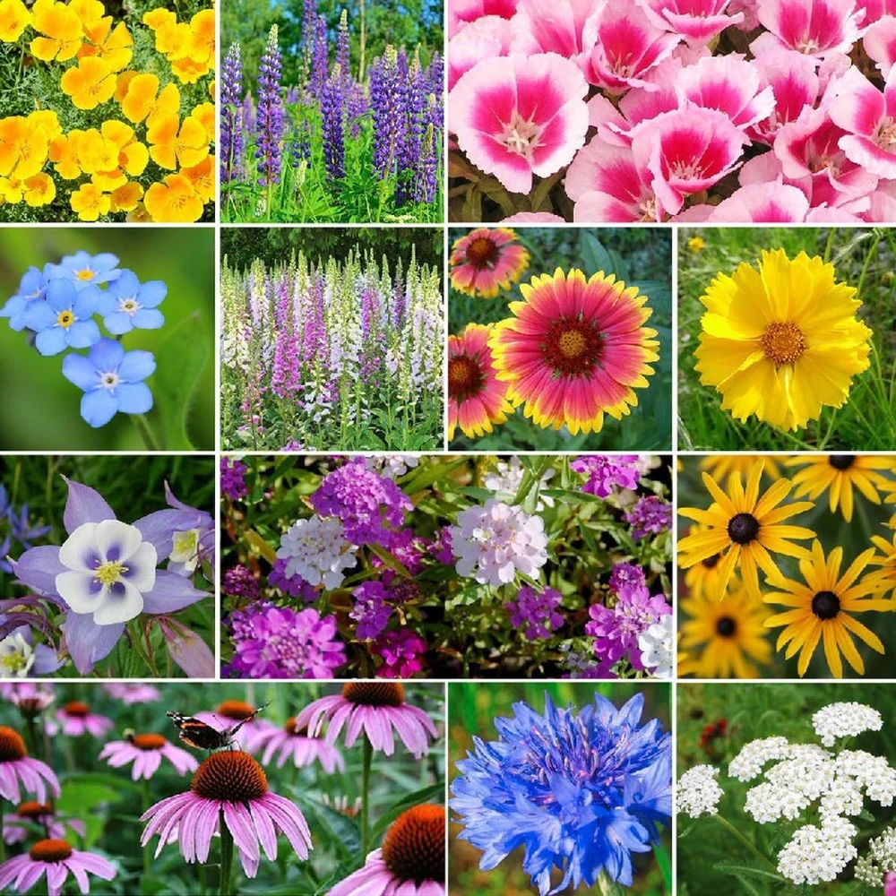 Deer Resistant Wildflower Seed Mix – 13 Species – Multicolor – Outdoor - Image 1