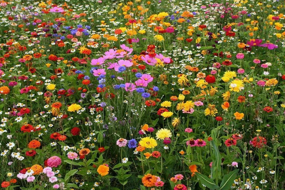 Deer Resistant Wildflower Seed Mix - 1/4 LB, 13 Species, Multicolor, Outdoor - Image 2