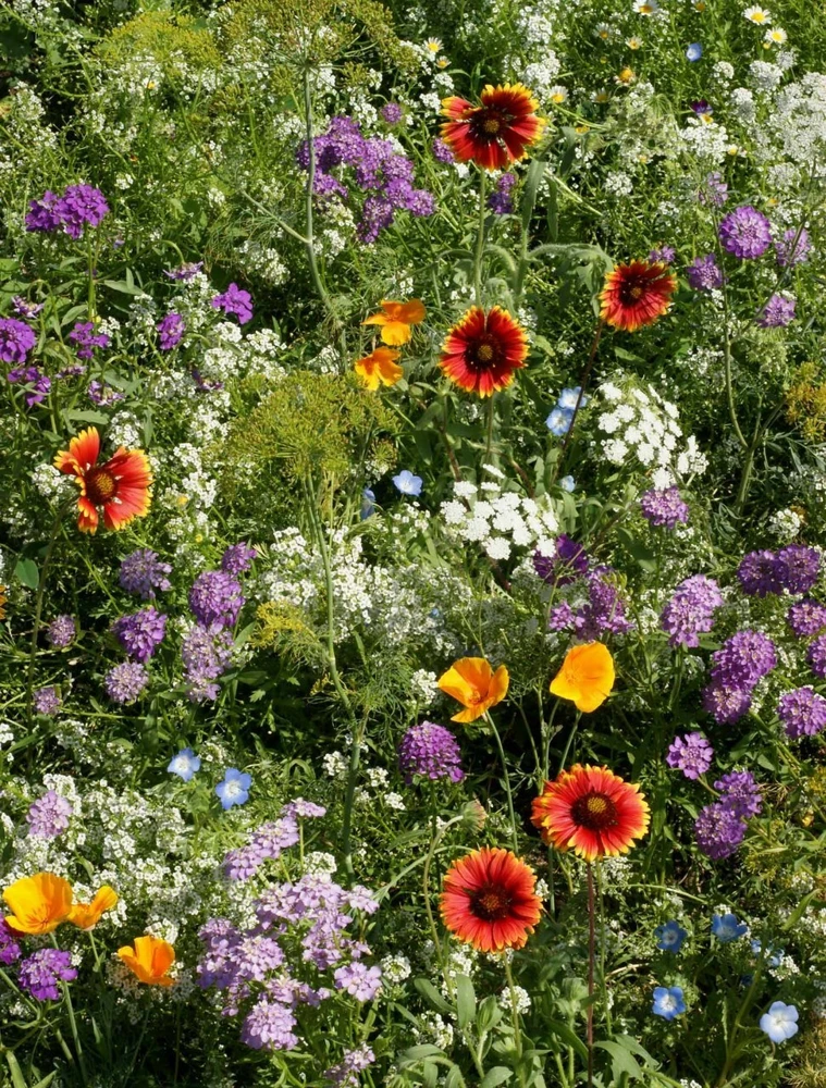 Deer Resistant Wildflower Seed Mix - 1/4 LB, 13 Species, Multicolor, Outdoor - Image 1