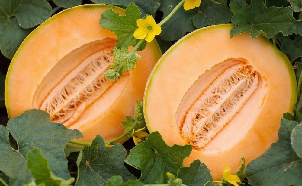 Delicious 51 Cantaloupe Melon Seeds - Fruit Seeds - Variety Pack - Image 1