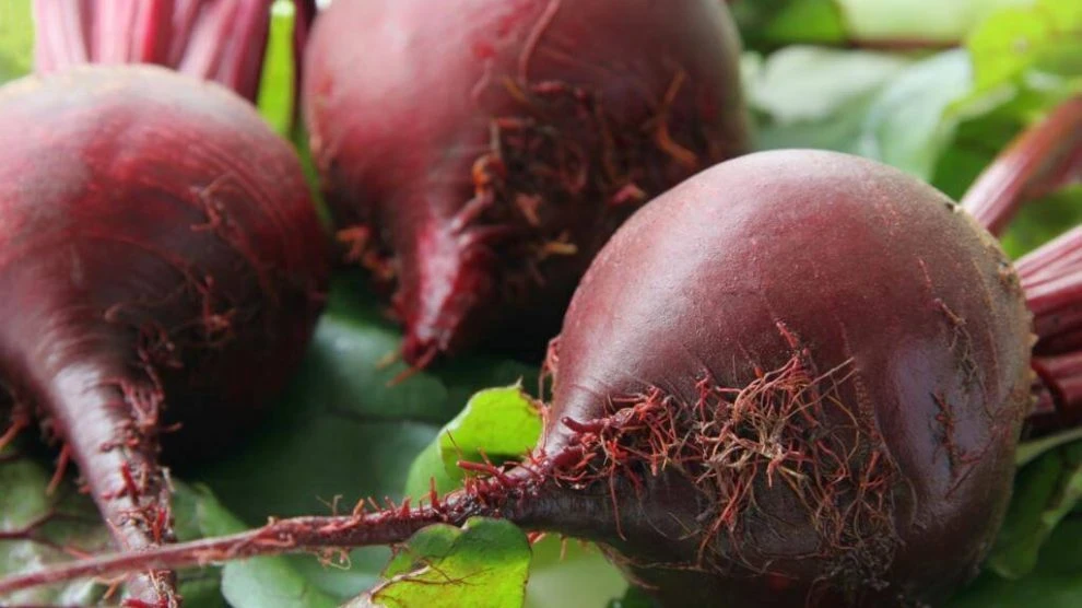 Detroit Dark Red Beet Seeds - Heirloom Vegetable Seeds for Gardening - Image 2
