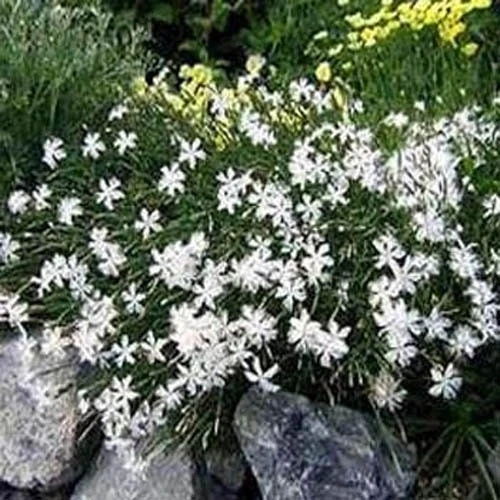 Dianthus Arenarius White Ground Cover Seeds - 2000 Seeds for Rock Gardens - Image 1