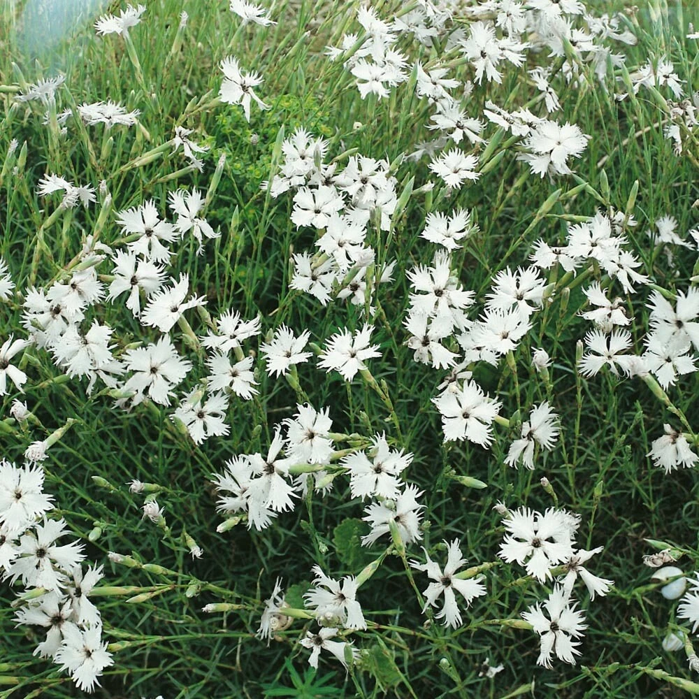 Dianthus Seeds - White Superbus Flower Seeds - 10000 Count - Outdoor - Image 2