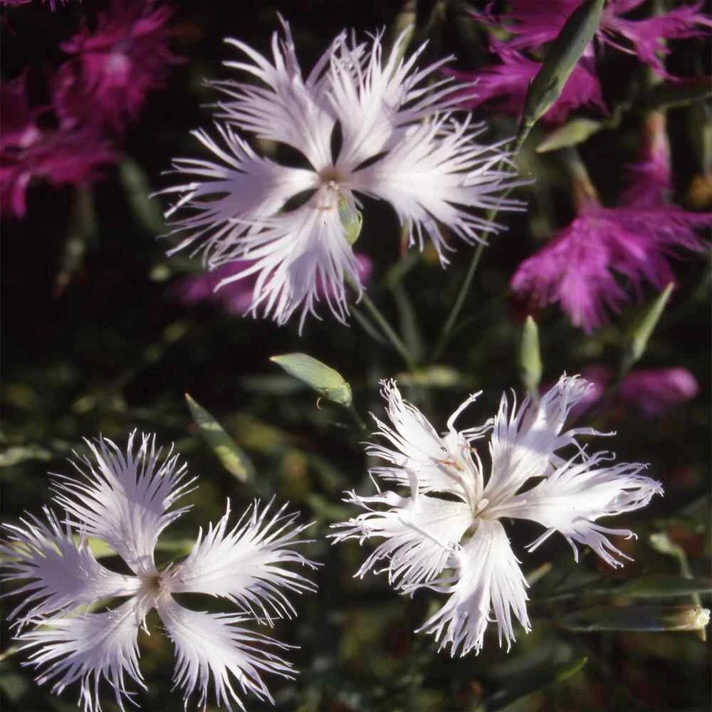 Dianthus Seeds - White Superbus Flower Seeds - 10000 Count - Outdoor - Image 3