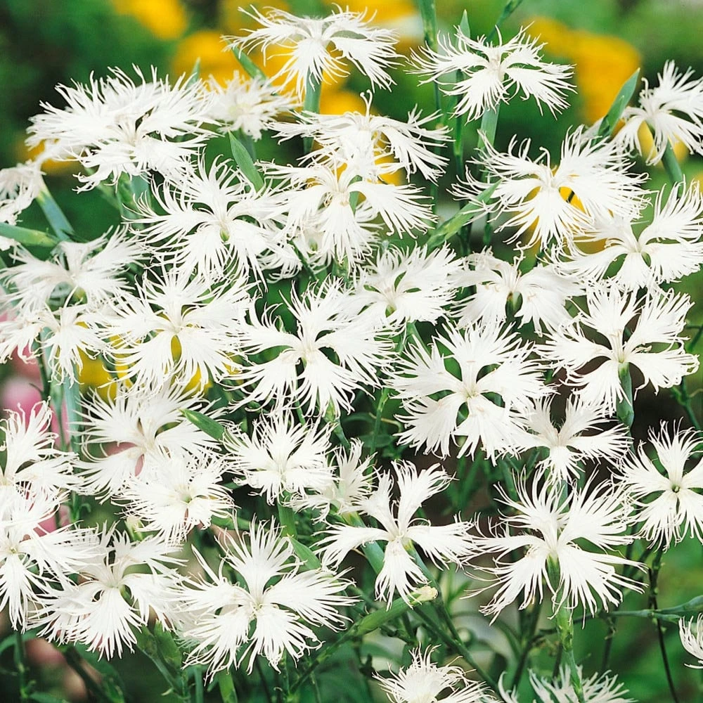 Dianthus Seeds - White Superbus Flower Seeds - 10000 Count - Outdoor - Image 4