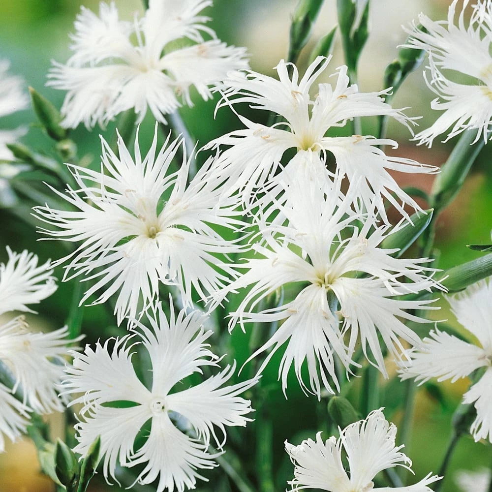 Dianthus Seeds - White Superbus Flower Seeds - 10000 Count - Outdoor - Image 1